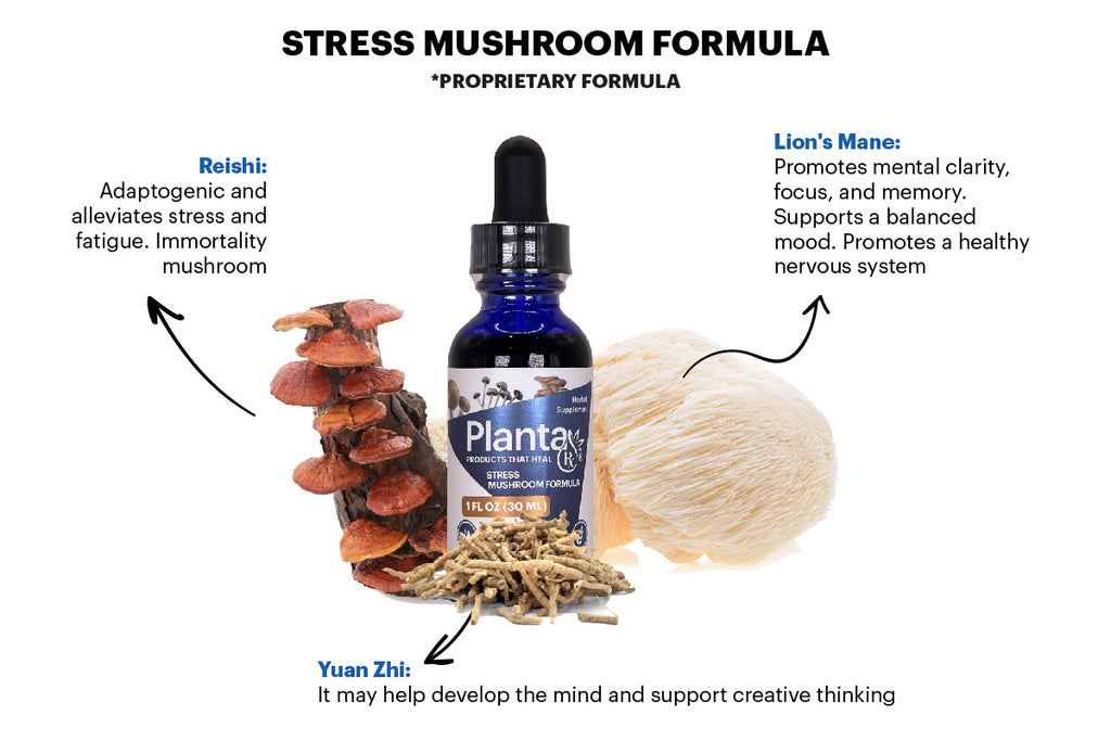 Relaxed Mind and Body: Exploring Planta Rx® Stress Mushroom Blend