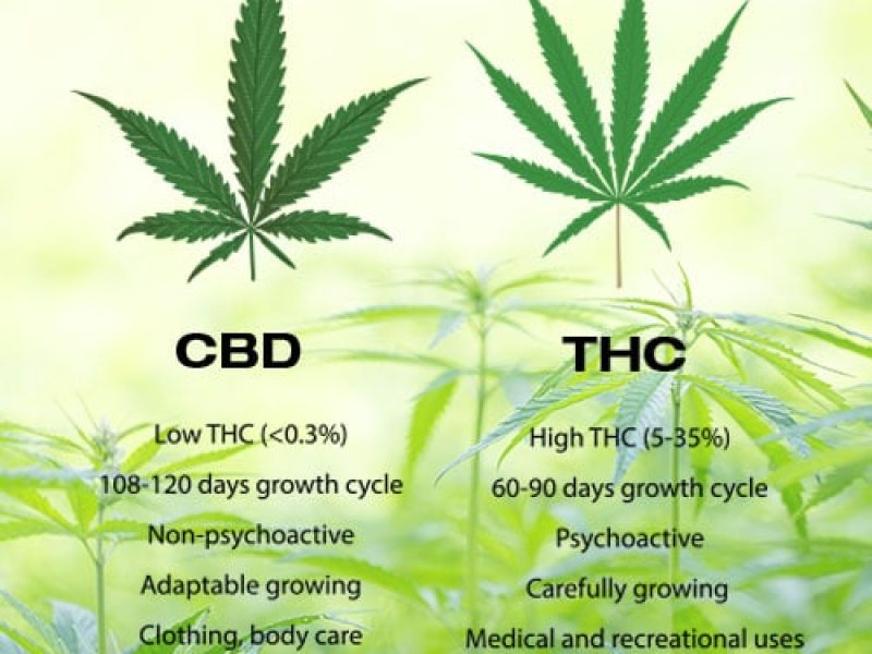 CBD-VS-THC